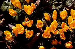 藏紅花,春天,春天的跡象