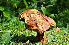 蘑菇,管蘑菇,紅色的牛肝菌