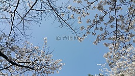 櫻花,春天,天空