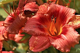 黃花菜,開花,鮮花