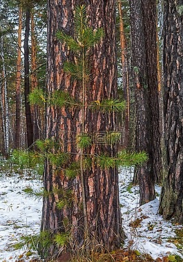 松,秋季,雪