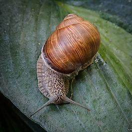 蝸牛,殼,軟體動物