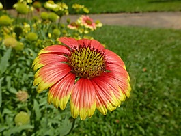 花,紅色,黃色