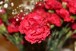 康乃馨,花,红色的花朵