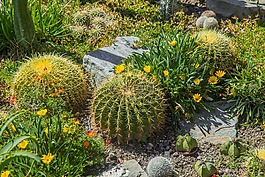 仙人掌,mammilaria,蜇