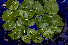 植物,開花,玻璃