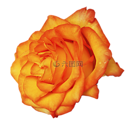 豐花,玫瑰,玫瑰綻放