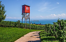 葡萄园,塔,红色