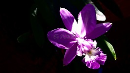 蘭花,花,自然