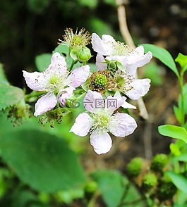 花,黑莓,花園