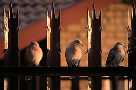 鴿子,鳥,羽毛