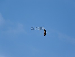 vautour 里里外外,兀鷲,鳥