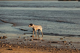狗,海灘,易北河