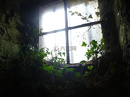 窗口,背光,常春藤