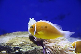 amfiprion,小丑魚,粉紅色的小丑