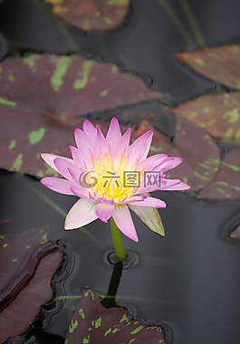 水百合,花,池