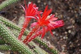 仙人掌,disocactus martianus,沙漠花卉
