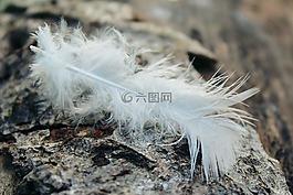 春天,日志,部落