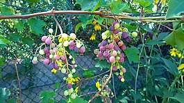 藤,葡萄,群集
