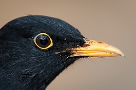 黑鳥,鳥,男性