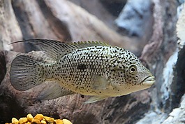 鸚鵡鉆石,魚,herichthys carpintis