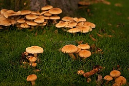 秋,秋天,蘑菇
