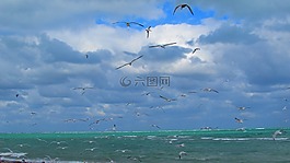 邁阿密,海鷗,海灘
