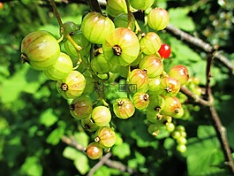 浆果,花园醋栗,糖茶虫