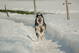 狗,雪,赫斯基
