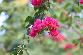 九重葛,叶子,粉红色的花朵