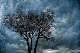 樹,雨,性質(zhì)