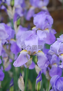 鳶尾花,植物,花