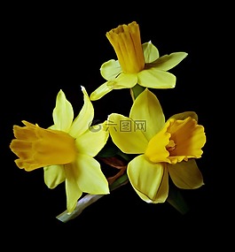 osterglocken,黃水仙,春天的花朵