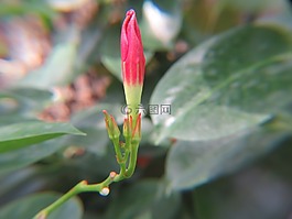 花,紅色,芽