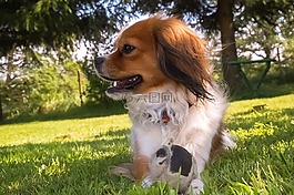 狗,花園,動物