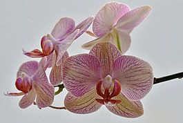 花,蘭花,自然