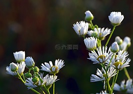 雛菊,羅莎,花