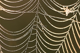 數(shù)值調(diào)節(jié)鈕,web,性質(zhì)