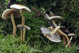 秋季,森林,蘑菇