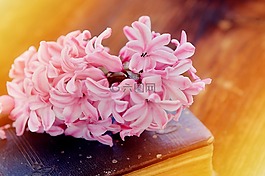 风信子,花,鲜花