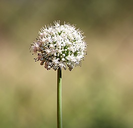 花,植物区系,自然