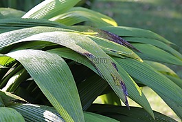 綠色的樹葉,植物,葉子