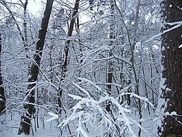 冬天,雪,森林