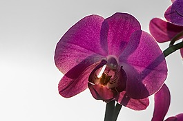 蘭花,花,性質(zhì)