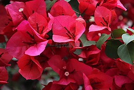 性質(zhì),花卉,綻放