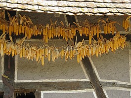 ungersheim 生態(tài)博物館,桁架,玉米收獲