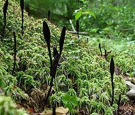 黑色的俱乐部菌,trichoglossum地棉,蘑菇