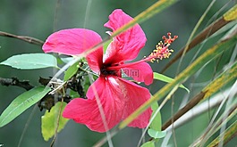 花,開花,關(guān)閉