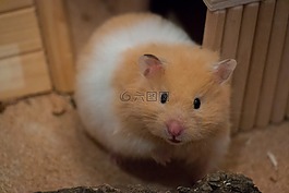 可愛,小,goldhamster