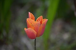 花,郁金香,春天
